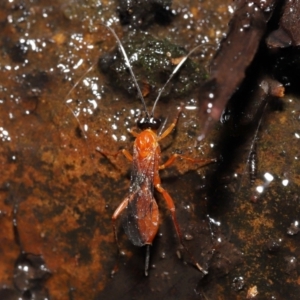 Stiromesostenus sp. (genus) at Acton, ACT - 4 May 2021 12:43 PM