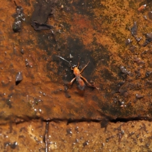 Stiromesostenus sp. (genus) at Acton, ACT - 4 May 2021