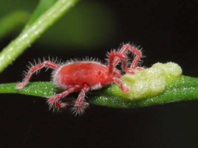 Trombidiidae (family) (Red velvet mite) at Downer, ACT - 18 Apr 2021 by TimL