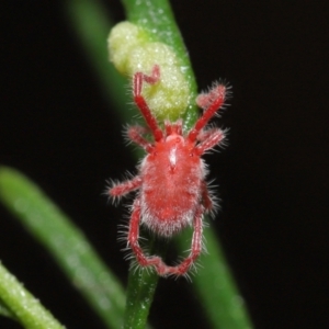 Trombidiidae (family) at Downer, ACT - 18 Apr 2021