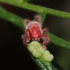 Trombidiidae (family) at Downer, ACT - 18 Apr 2021