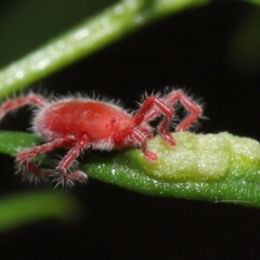 Trombidiidae (family) at Downer, ACT - 18 Apr 2021