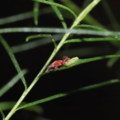 Trombidiidae (family) at Downer, ACT - 18 Apr 2021