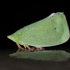Siphanta acuta (Green planthopper, Torpedo bug) at ANBG - 4 May 2021 by TimL