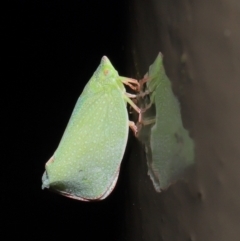 Siphanta acuta at Acton, ACT - 4 May 2021