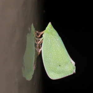 Siphanta acuta at Acton, ACT - 4 May 2021