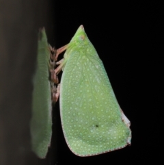 Siphanta acuta at Acton, ACT - 4 May 2021