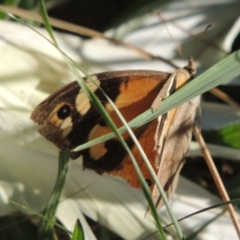 Heteronympha merope (Common Brown Butterfly) at Isabella Plains, ACT - 4 Apr 2021 by michaelb