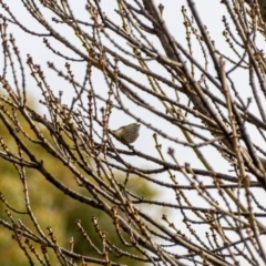 Acanthiza pusilla at Uriarra Village, ACT - 2 Jul 2021 10:06 AM