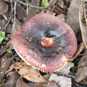 Russula sp. at Cook, ACT - 1 Jul 2021