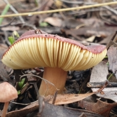 Russula sp. at Cook, ACT - 1 Jul 2021