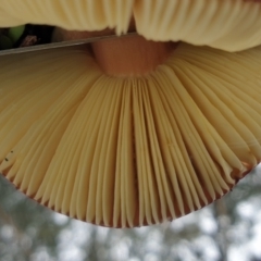 Russula sp. at Cook, ACT - 1 Jul 2021