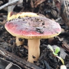 Russula sp. at Cook, ACT - 1 Jul 2021