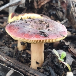 Russula sp. at Cook, ACT - 1 Jul 2021