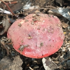 Russula sp. at Cook, ACT - 1 Jul 2021