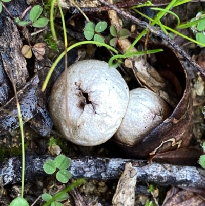 zz puffball at Jerrabomberra, NSW - 1 Jul 2021 by Wandiyali