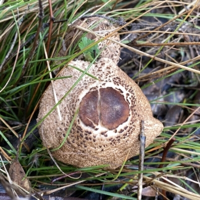 Chlorophyllum/Macrolepiota sp. (genus) at Jerrabomberra, NSW - 1 Jul 2021 by Wandiyali