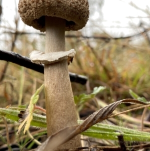 Chlorophyllum/Macrolepiota sp. (genus) at Jerrabomberra, NSW - 2 Jul 2021