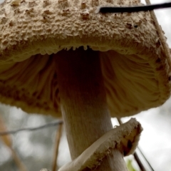 Chlorophyllum/Macrolepiota sp. (genus) at Jerrabomberra, NSW - 2 Jul 2021