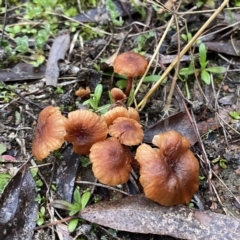 Laccaria sp. (Laccaria) at Wandiyali-Environa Conservation Area - 1 Jul 2021 by Wandiyali