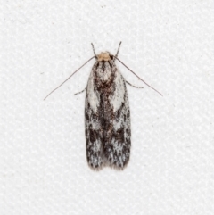 Phylomictis maligna (A Stenomatinae moth) at Melba, ACT - 4 Dec 2018 by Bron