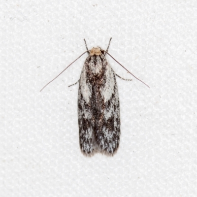 Phylomictis maligna (A Stenomatinae moth) at Melba, ACT - 4 Dec 2018 by Bron