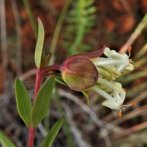 Pimelea linifolia subsp. linifolia at Coree, ACT - 30 Jun 2021