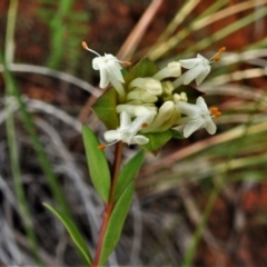 Pimelea linifolia subsp. linifolia at Coree, ACT - 30 Jun 2021