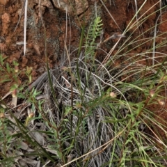 Pimelea linifolia subsp. linifolia at Coree, ACT - 30 Jun 2021