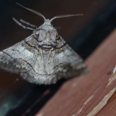 Hypobapta diffundens (Diffundens Grey) at Wamboin, NSW - 7 Feb 2021 by natureguy