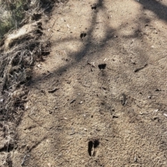 Cervidae (family) (Deer (unknown species)) at Mount Clear, ACT - 30 Jun 2021 by KMcCue