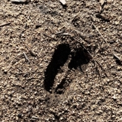 Cervidae (family) at Mount Clear, ACT - 30 Jun 2021 01:39 PM