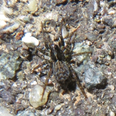 Badumna sp. (genus) (Lattice-web spider) at Forde, ACT - 30 Jun 2021 by Christine
