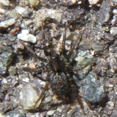 Badumna (genus) at Forde, ACT - 30 Jun 2021 03:23 PM