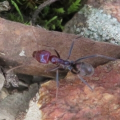 Iridomyrmex purpureus (Meat Ant) at Jacka, ACT - 30 Jun 2021 by Christine