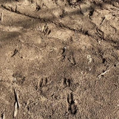 Cervidae at Namadgi National Park - 30 Jun 2021 by KMcCue