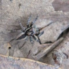 Jotus auripes (Jumping spider) at Jacka, ACT - 30 Jun 2021 by Christine