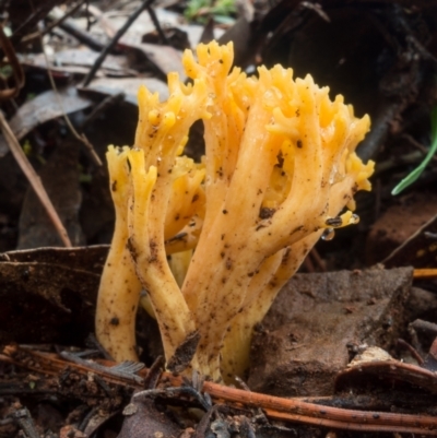 Ramaria sp. (A Coral fungus) at Lower Cotter Catchment - 2 Jul 2021 by Jek