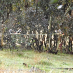 Stagonopleura guttata at Stromlo, ACT - 2 Jul 2021