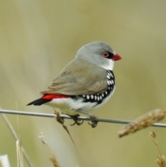 Stagonopleura guttata at Stromlo, ACT - suppressed