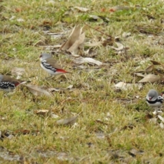 Stagonopleura guttata at Stromlo, ACT - 2 Jul 2021