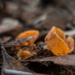 Aleuria sp. (An Orange peel fungus) at Cotter River, ACT - 2 Jul 2021 by Jek