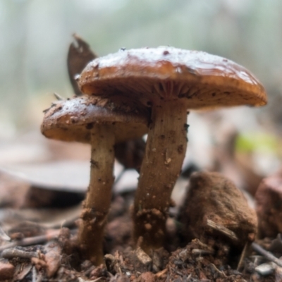 zz agaric (stem; gills not white/cream) at Coree, ACT - 2 Jul 2021 by Jek