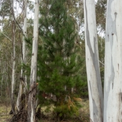 Pinus radiata (Monterey or Radiata Pine) at Lower Cotter Catchment - 2 Jul 2021 by Jek