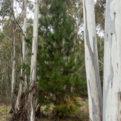 Pinus radiata (Monterey or Radiata Pine) at Cotter River, ACT - 2 Jul 2021 by Jek