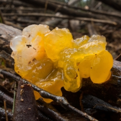 Tremella mesenterica (Witch's Butter or Yellow Brain) at Lower Cotter Catchment - 2 Jul 2021 by Jek
