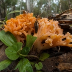 Ramaria sp. (genus) (A Coral fungus) at Lower Cotter Catchment - 2 Jul 2021 by Jek