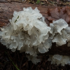 Tremella fuciformis (Snow Fungus) at Lower Cotter Catchment - 2 Jul 2021 by Jek