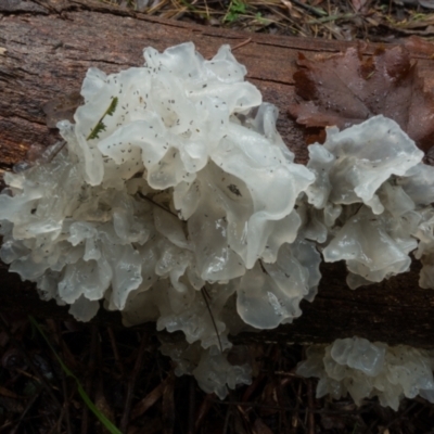 Tremella fuciformis (Snow Fungus) at Lower Cotter Catchment - 2 Jul 2021 by Jek