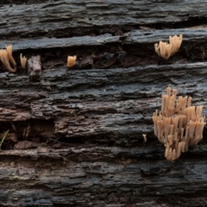 Artomyces sp. at Cotter River, ACT - 2 Jul 2021 01:14 PM